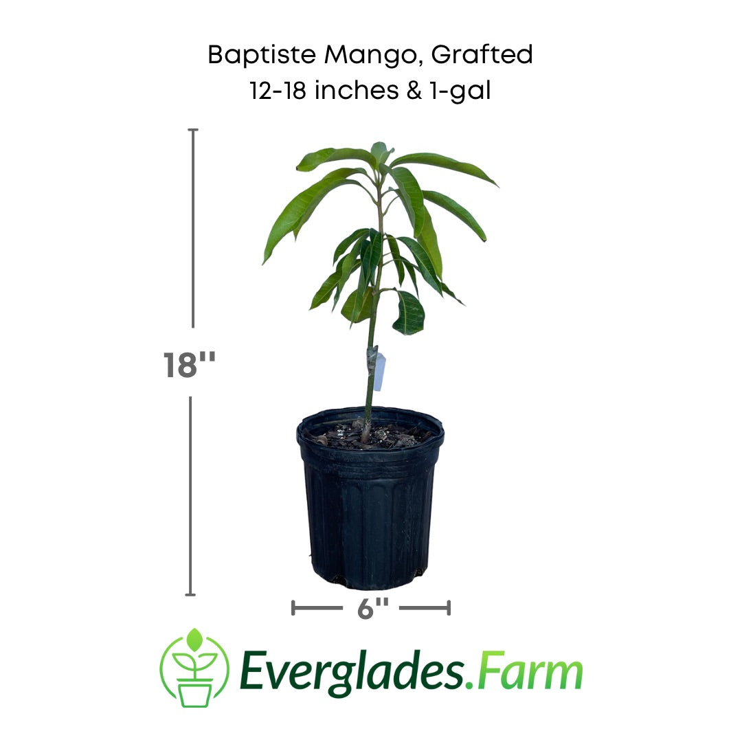 Baptiste Mango plant in a 1 gallon pot