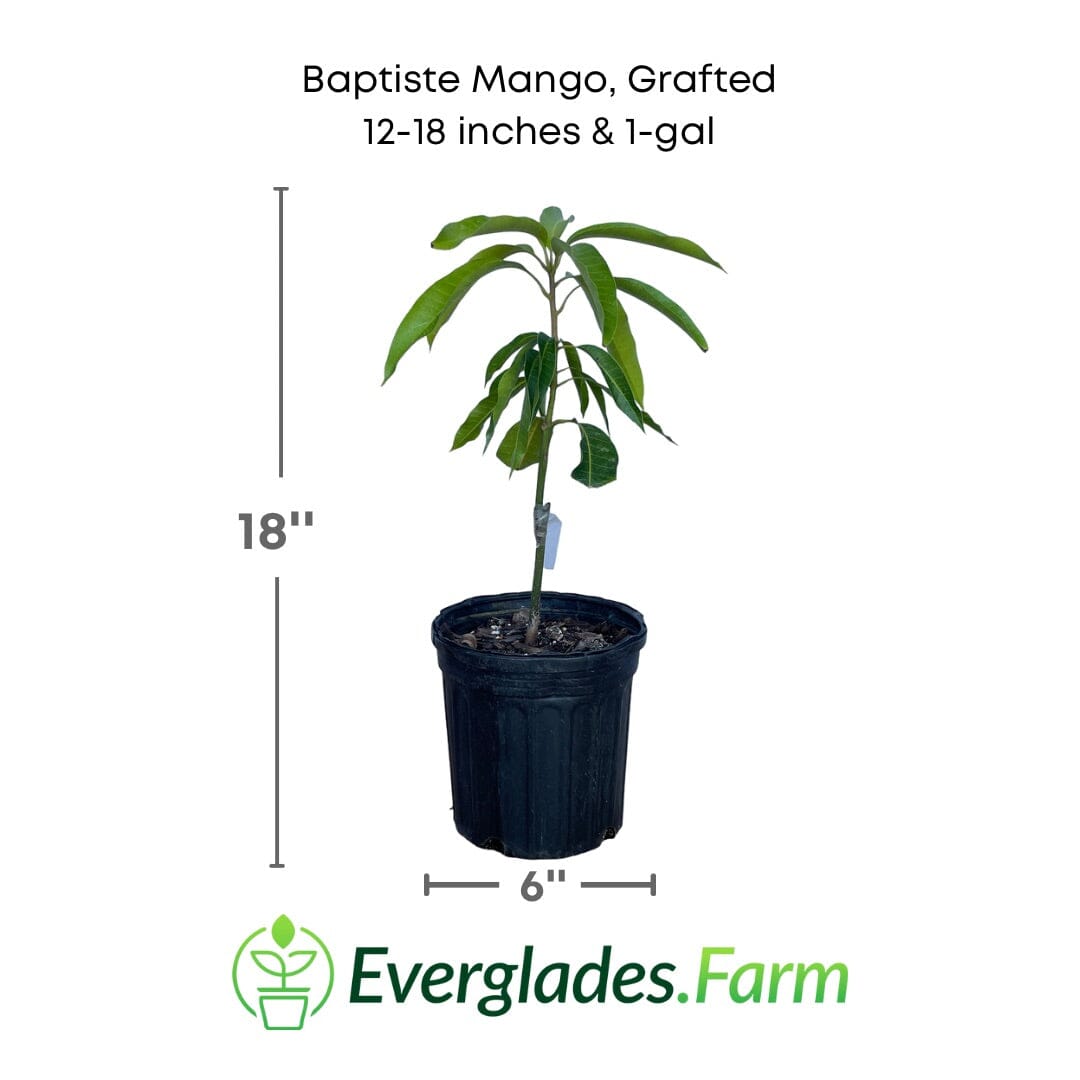 Baptiste Mango Tree, Grafted Fruit Trees 102-Zill High Performance Plants 12-18 inches & 1-gal 