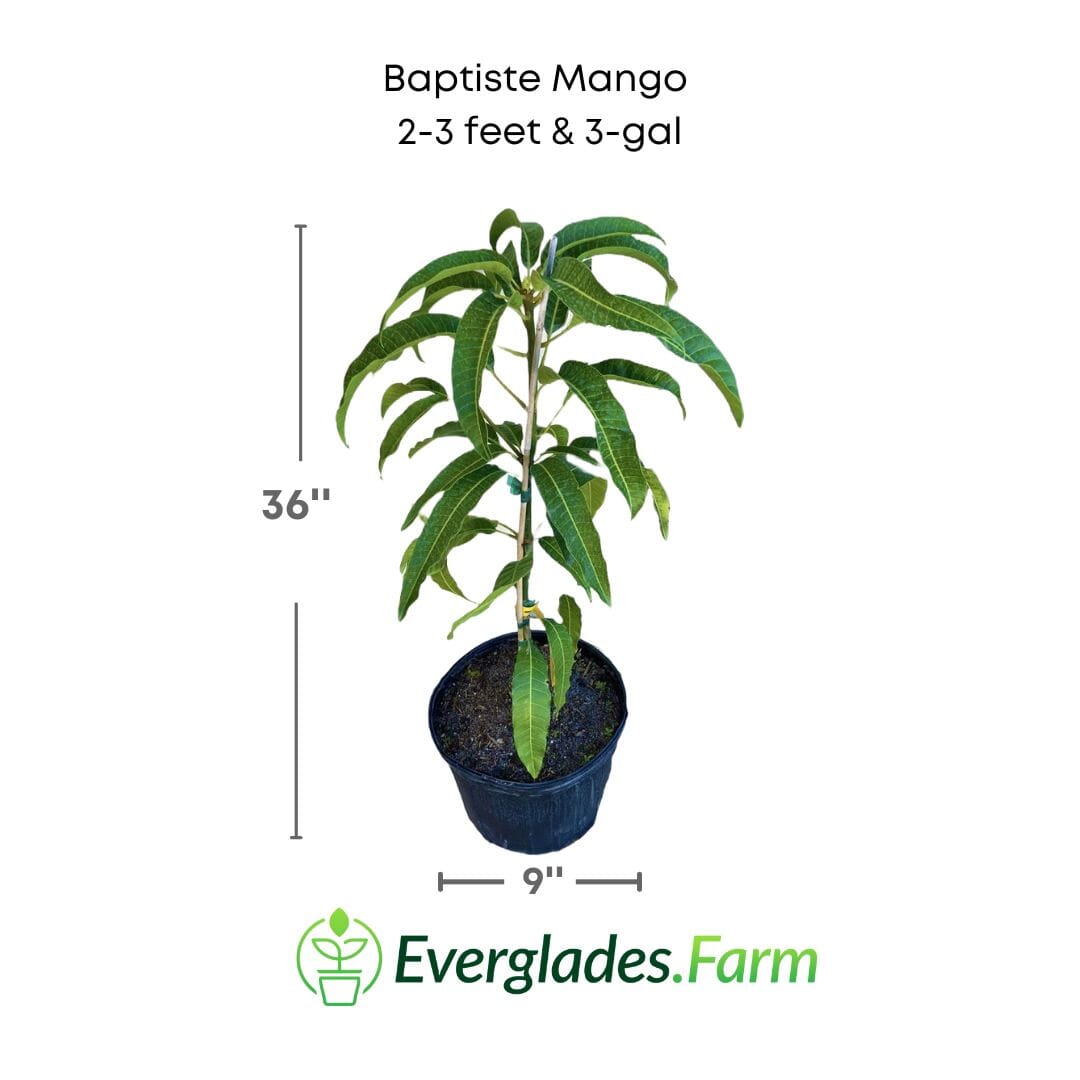 Baptiste Mango Tree, Grafted Fruit Trees 102-Zill High Performance Plants 2-3 feet & 3-gal 