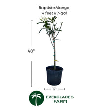 Baptiste Mango Tree, Grafted Fruit Trees 102-Zill High Performance Plants 4 feet & 7-gal 