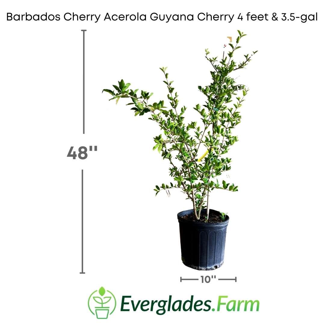 Barbados Cherry, Acerola, Guyana Cherry Tree Fruit Trees 100-Carlos Tropical Fruits 4 feet & 3.5-gal 