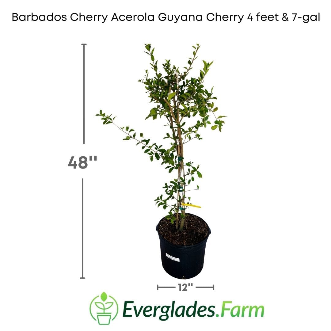Barbados Cherry, Acerola, Guyana Cherry Tree Fruit Trees 100-Carlos Tropical Fruits 4 feet & 7-gal 
