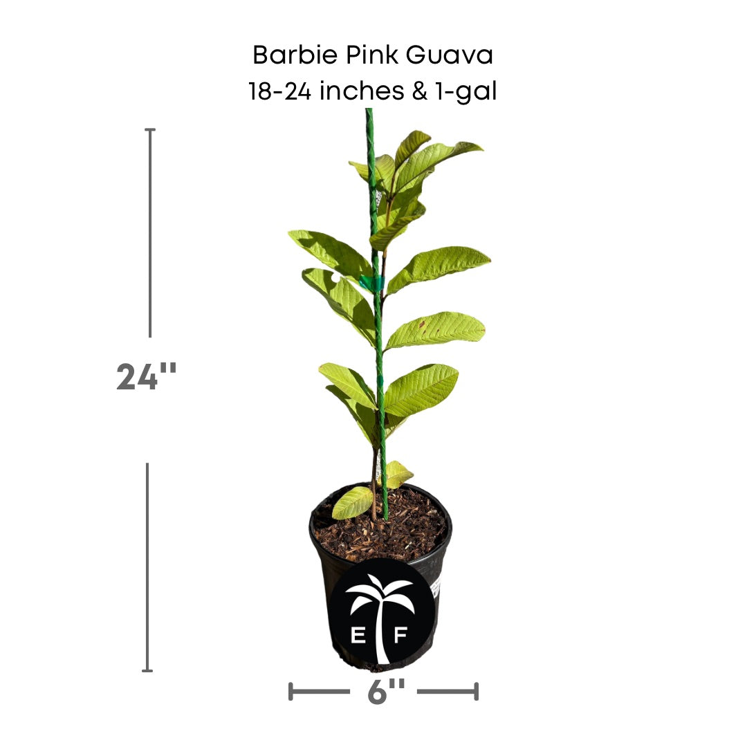 Barbie Pink Guava plant in a 1 gallon pot