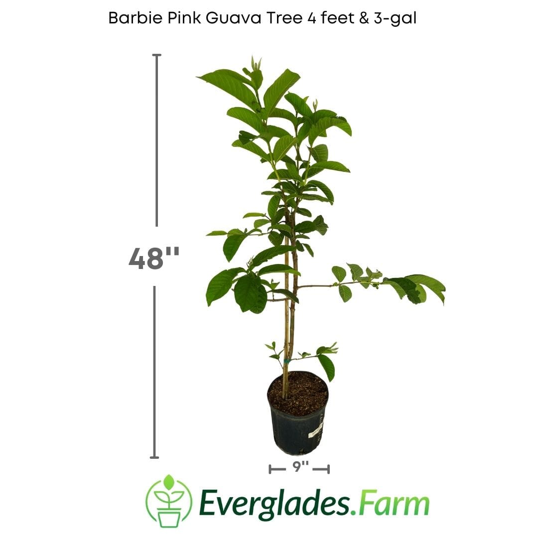 Barbie Pink Guava Tree Fruit Trees 124-Liner Source Inc. 4 feet & 3-gal