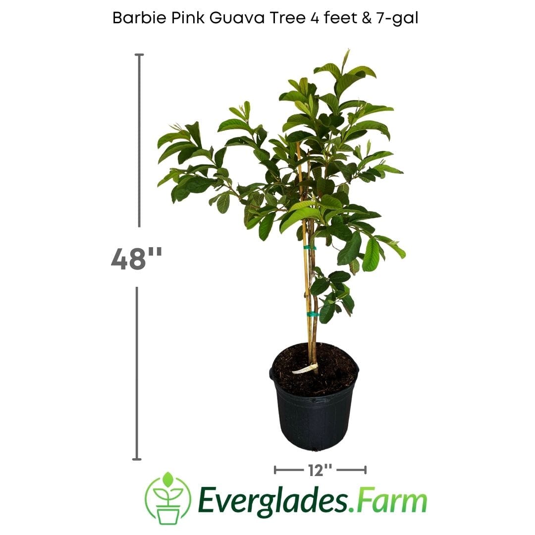 Barbie Pink Guava Tree Fruit Trees 124-Liner Source Inc. 4 feet & 7-gal