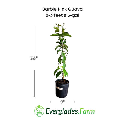 barbie pink guava plant in a 3 gallon pot