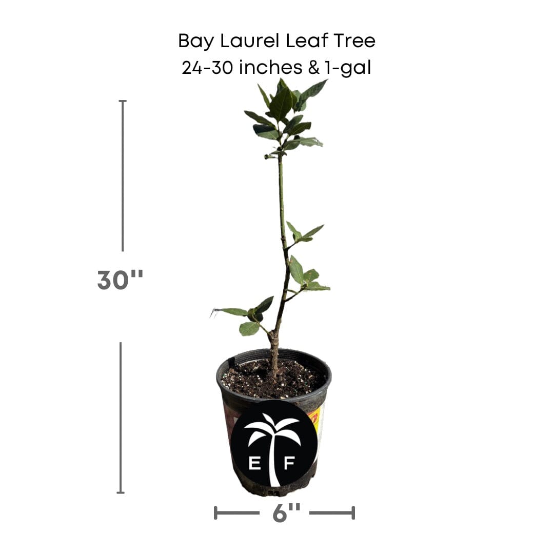 Bay Laurel Leaf Tree Everglades Farm 24-30 inches & 1-gal