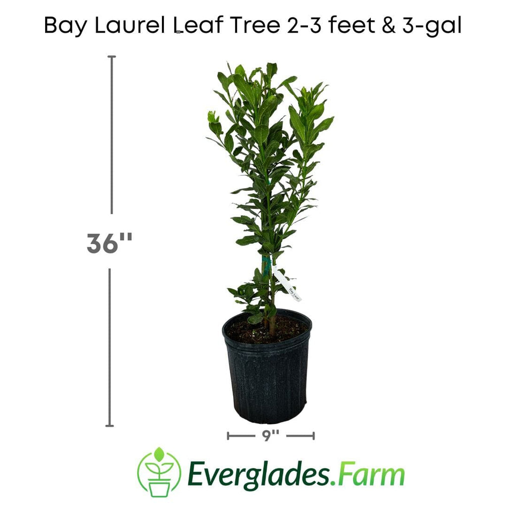 Bay Laurel Leaf Tree Everglades Farm 2-3 feet & 3-gal
