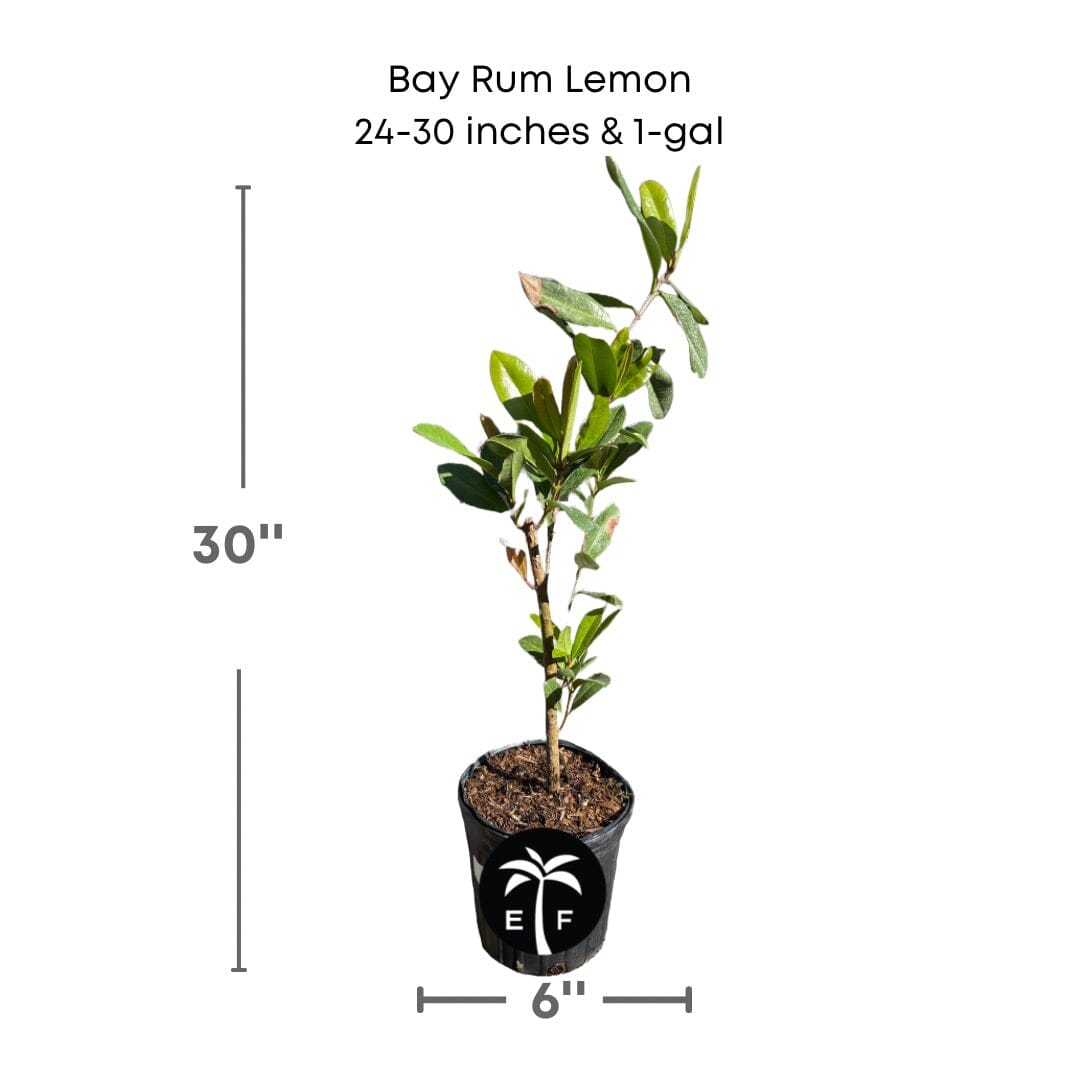 Bay Rum Lemon [Bayberry] Tree, Pimenta Racemosa 103-Pine Island Nursery 24-30 inches & 1-gal 