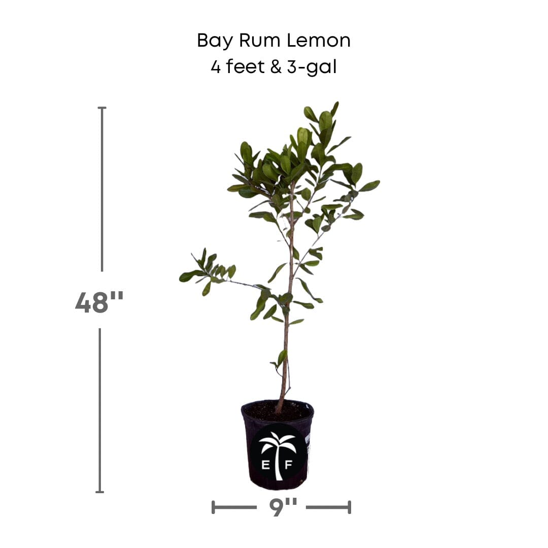 Bay Rum Lemon [Bayberry] Tree, Pimenta Racemosa 103-Pine Island Nursery 4 feet & 3-gal 