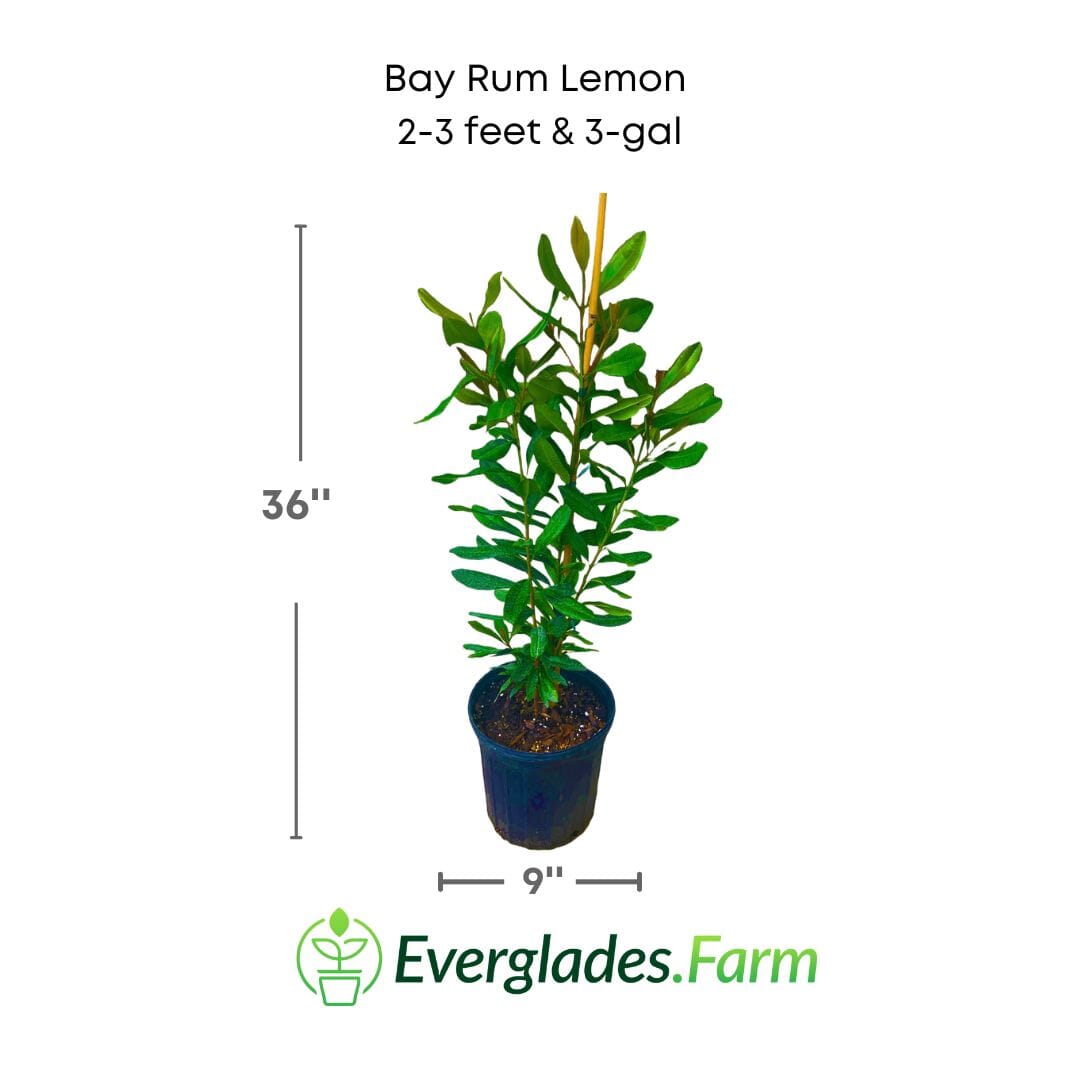 Bay Rum Lemon [Bayberry] Tree, Pimenta Racemosa 103-Pine Island Nursery 2-3 feet & 3-gal 