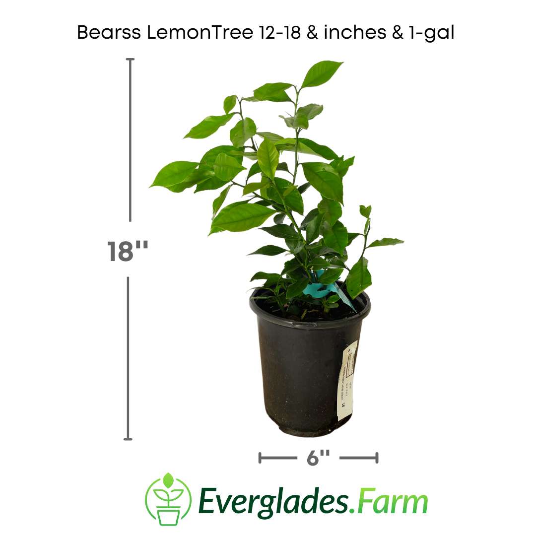 The Bearss Lemon Tree, also known as Persian lemon, is a variety of lemon tree characterized by its large and juicy fruits. Originating from Mexico, this tree has spread to various regions due to its adaptability.