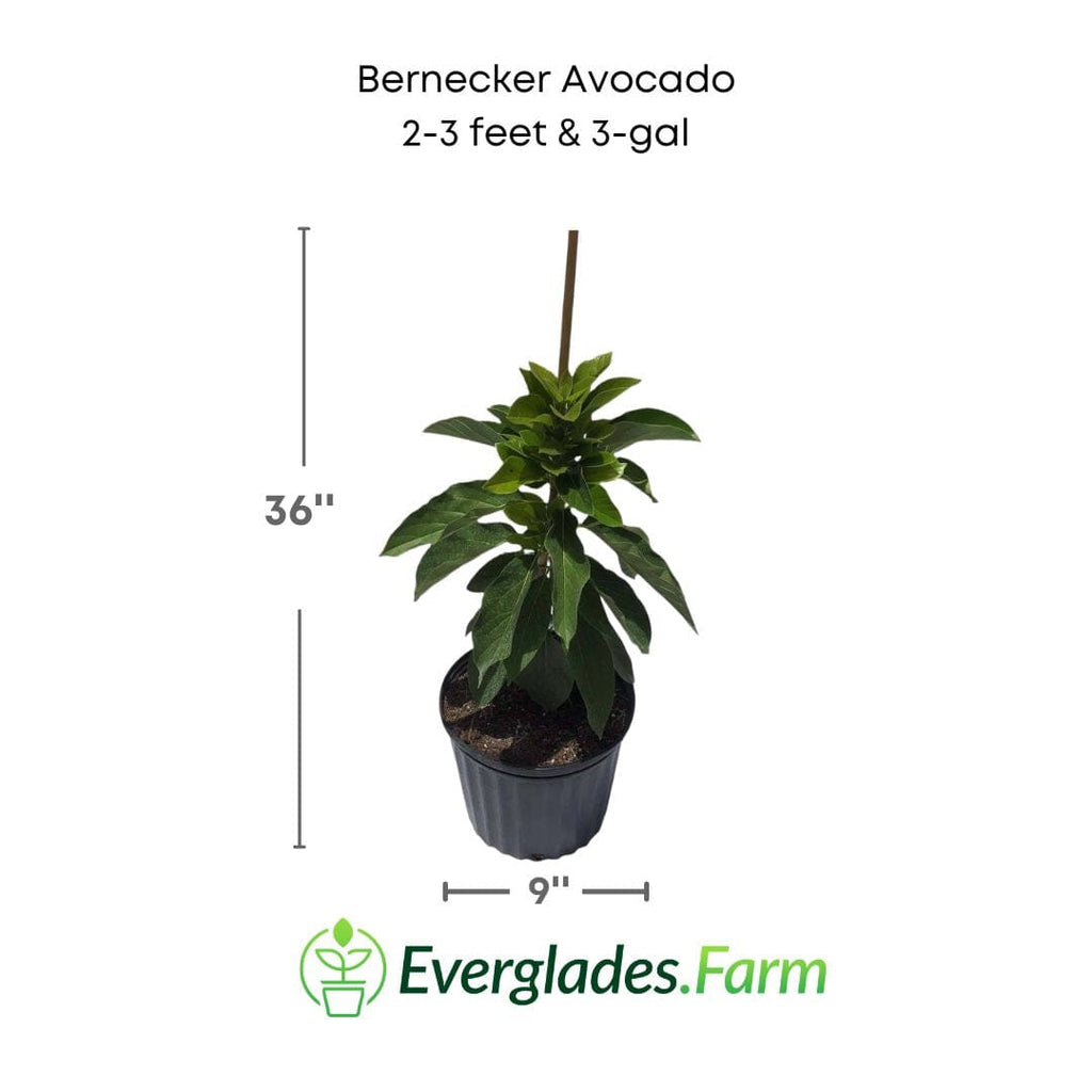 Bernecker Avocado Tree, Grafted Fruit Trees 110-Guacalina Nursery & Broker 2-3 feet & 3-gal 
