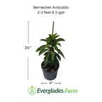 Bernecker Avocado Tree, Grafted Fruit Trees 110-Guacalina Nursery & Broker 2-3 feet & 3-gal 