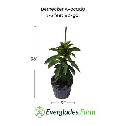 bernecker avocado plant in a 3 gallon pot