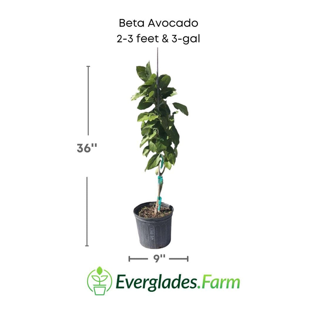 Beta Avocado Tree, Grafted 110-Guacalina Nursery & Broker 2-3 feet & 3-gal 