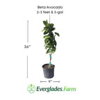 Beta Avocado Tree, Grafted 110-Guacalina Nursery & Broker 2-3 feet & 3-gal 
