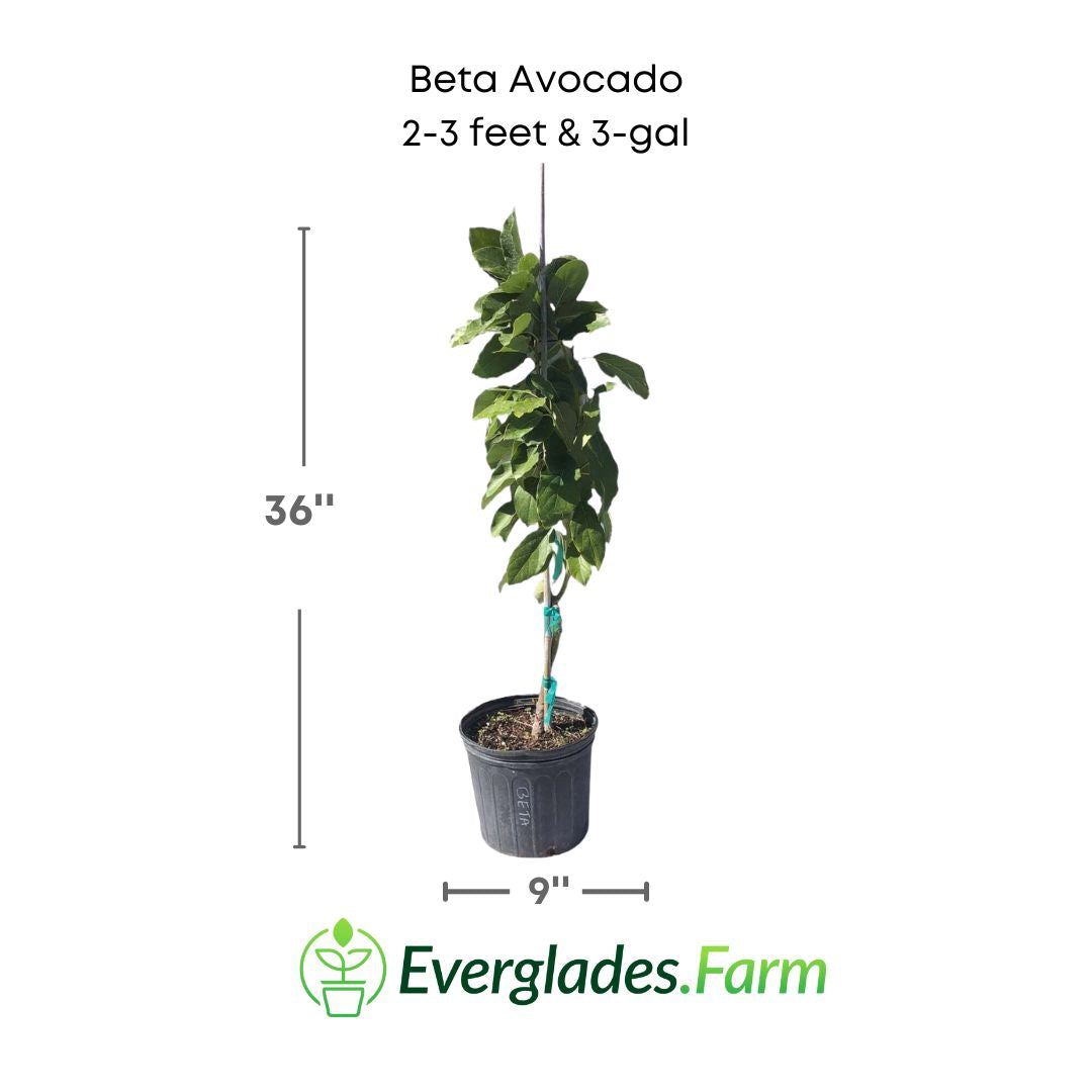 Beta Avocado Tree, Grafted 110-Guacalina Nursery & Broker 2-3 feet & 3-gal 