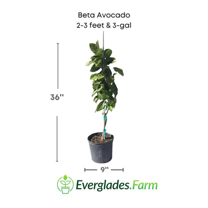 beta avocado plant in 3 gallon pot