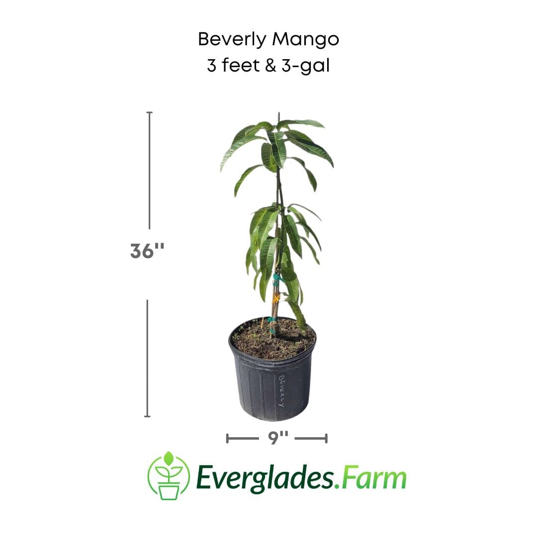 Beverly Mango Tree, Grafted 102-Zill High Performance Plants 12-18 inches & 1-gal 