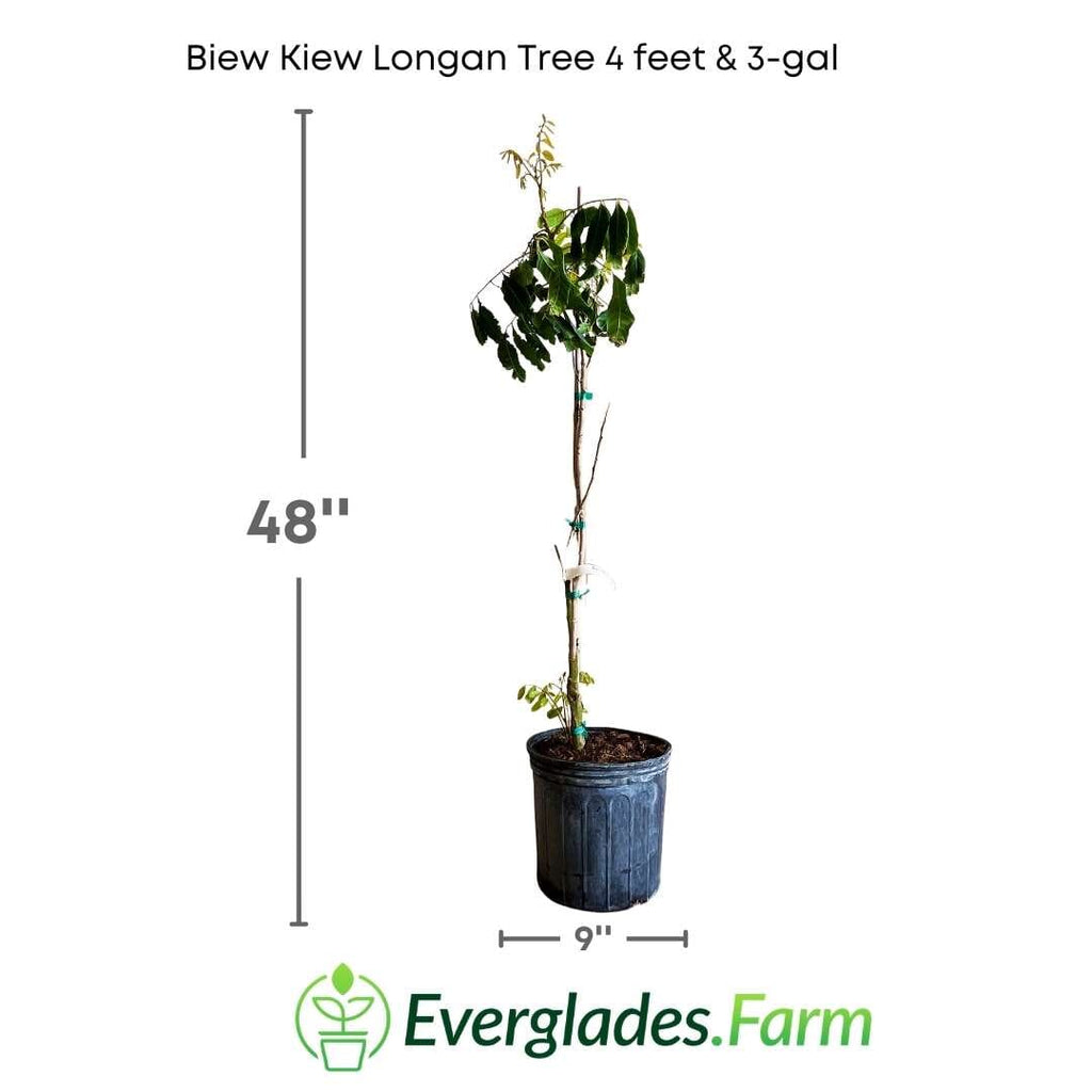 Biew Kiew Longan Tree, Air Layered Fruit Trees 100-Carlos Tropical Fruits 4 feet & 3-gal 