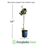 Biew Kiew Longan Tree, Air Layered Fruit Trees 100-Carlos Tropical Fruits 4 feet & 3-gal 
