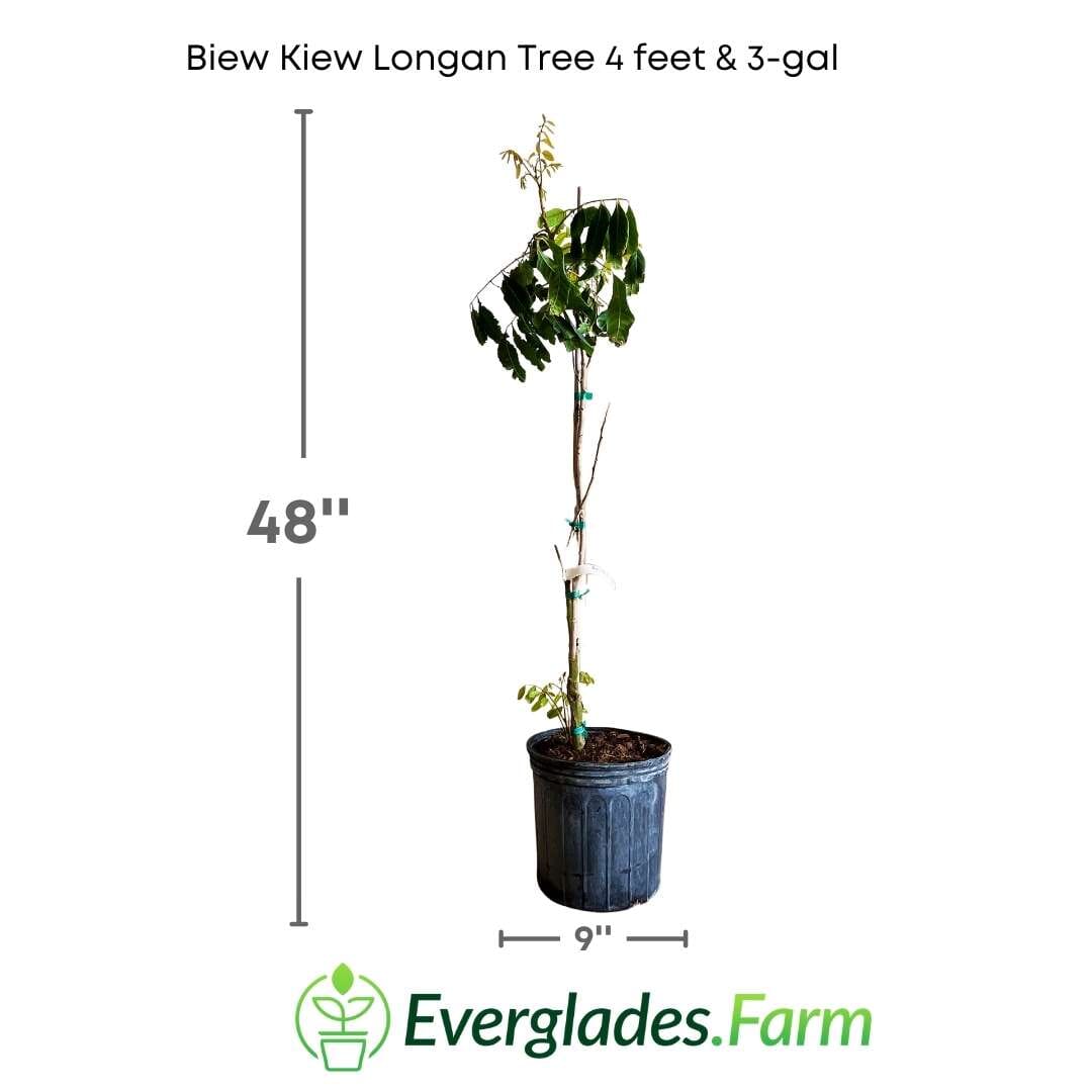 Biew Kiew Longan Tree, Air Layered Fruit Trees 100-Carlos Tropical Fruits 4 feet & 3-gal 