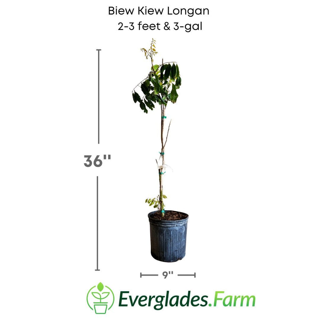 Biew Kiew Longan Tree, Air Layered Fruit Trees 100-Carlos Tropical Fruits 2-3 feet & 3-gal 