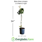 Biew Kiew Longan Tree, Air Layered Fruit Trees 100-Carlos Tropical Fruits 2-3 feet & 3-gal 