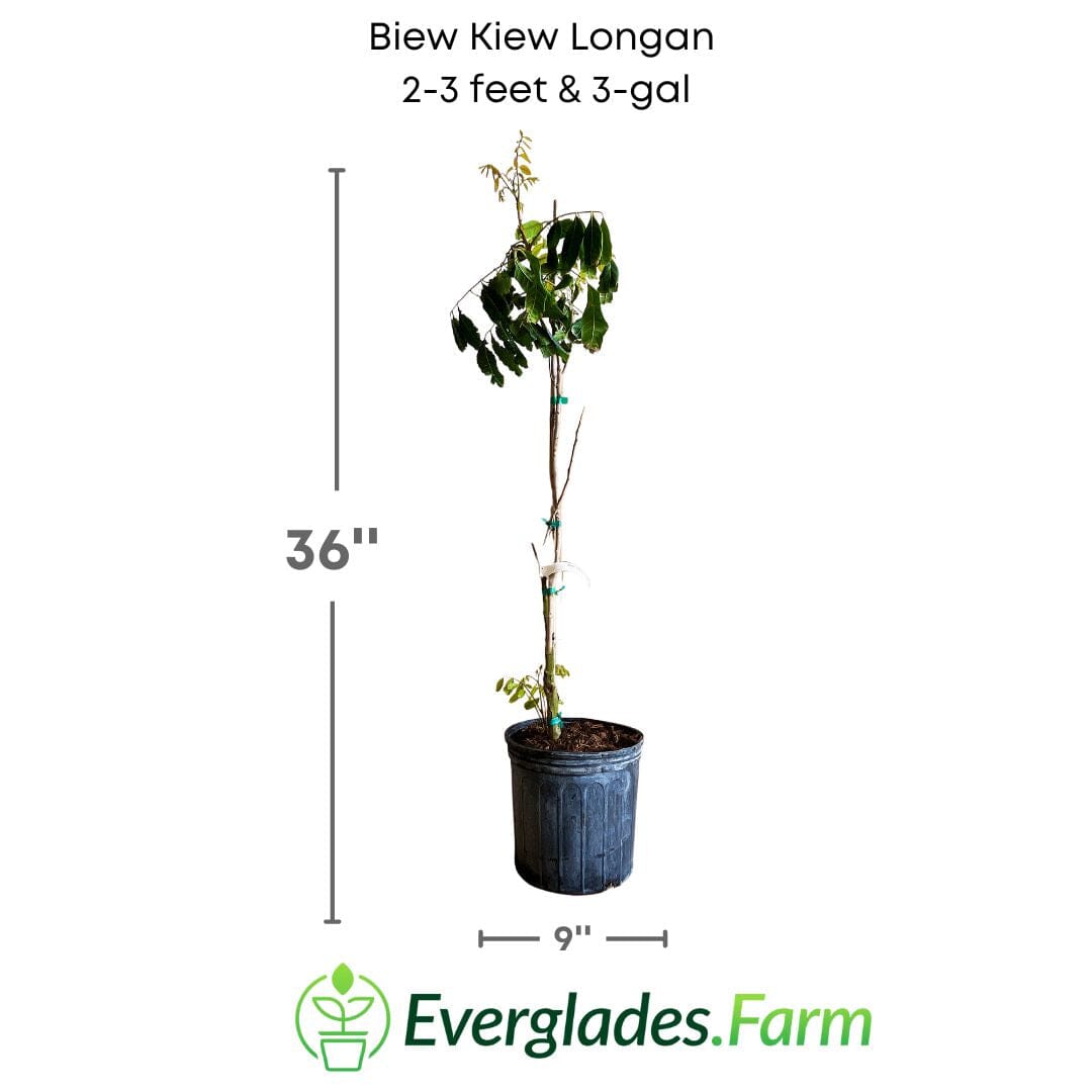 Biew Kiew Longan Tree, Air Layered Fruit Trees 100-Carlos Tropical Fruits 2-3 feet & 3-gal 