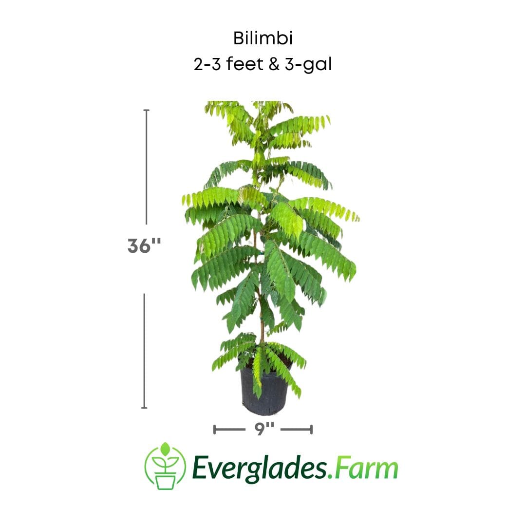 Bilimbi Tree, Fast Growing Fruit Trees 111-Lalo Melo 2-3 feet & 3-gal 