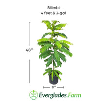 Bilimbi Tree, Fast Growing Fruit Trees 111-Lalo Melo 4 feet & 3-gal 