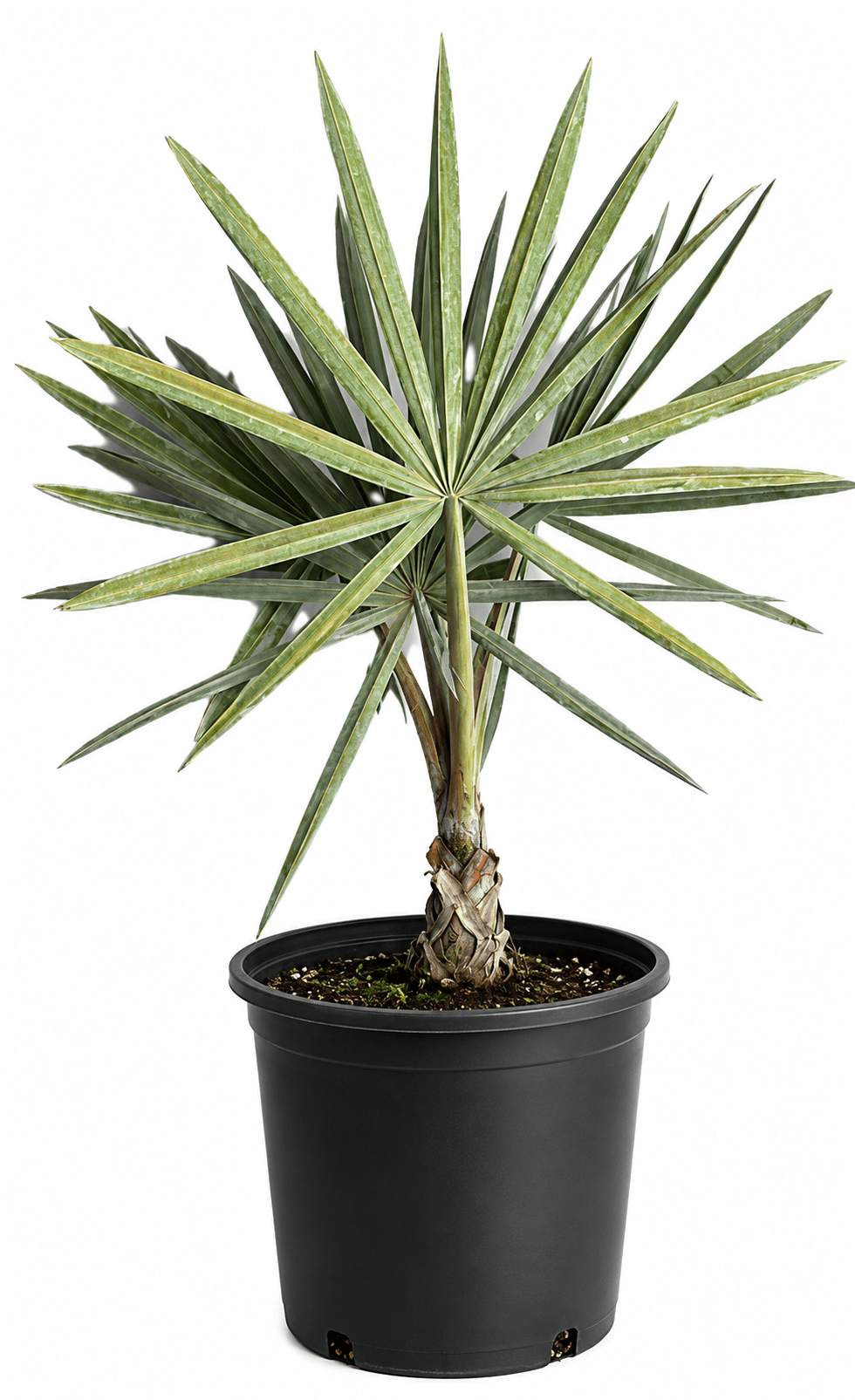bismarck palm planting Bismarck Palm Tree