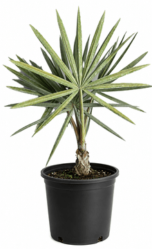 Bismarck Palm Tree Fruit Trees 130-Casey's Corner Nursery 4 feet & 7-gal 