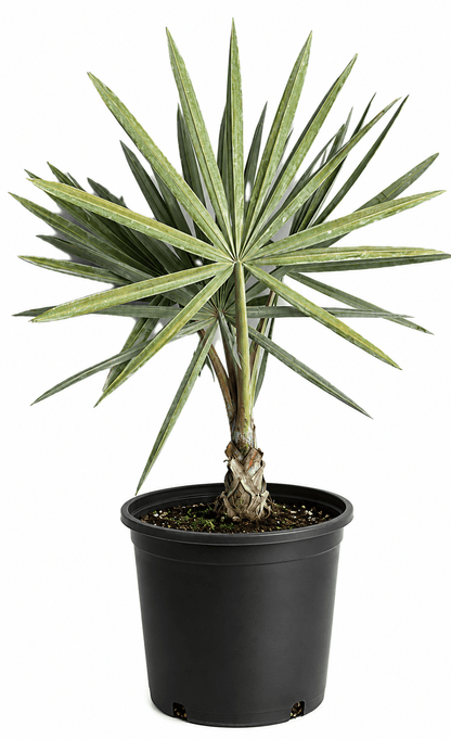 Bismarck Palm Tree Fruit Trees 130-Casey's Corner Nursery 4 feet & 7-gal 