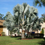Bismarck Palm Tree Fruit Trees 130-Casey's Corner Nursery
