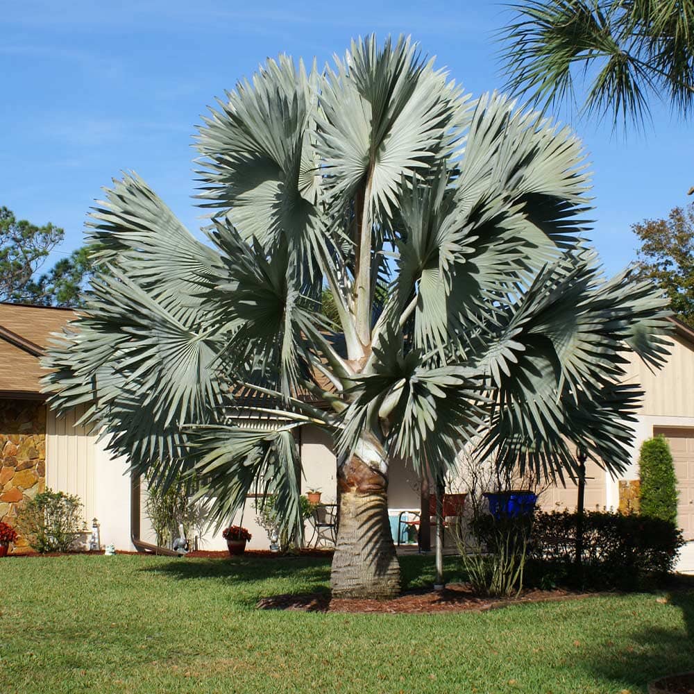 Bismarck Palm Tree Fruit Trees 130-Casey's Corner Nursery
