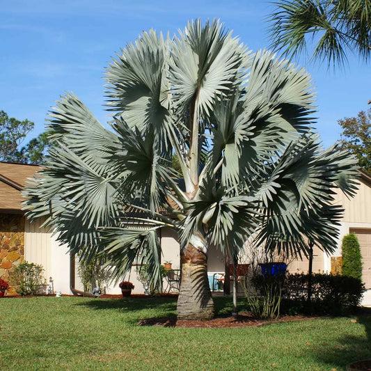 Bismarck Palm Tree Fruit Trees 130-Casey's Corner Nursery 