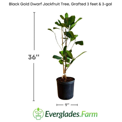 The name "Black Gold" of this variety originates from the fascinating appearance of its fruit. The fruit of this variety is of an intense dark golden color, almost black, which gives it an exotic and mysterious look.