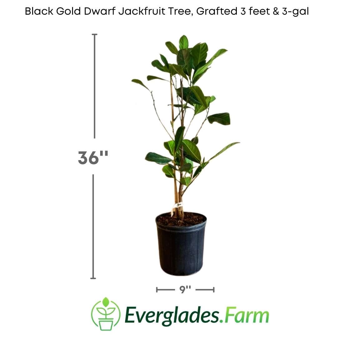 Black Gold Dwarf Jackfruit Tree, Grafted Fruit Trees 100-Carlos Tropical Fruits 3 feet & 3-gal 