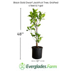 Black Gold Dwarf Jackfruit Tree, Grafted Fruit Trees 100-Carlos Tropical Fruits 4 feet & 7-gal 