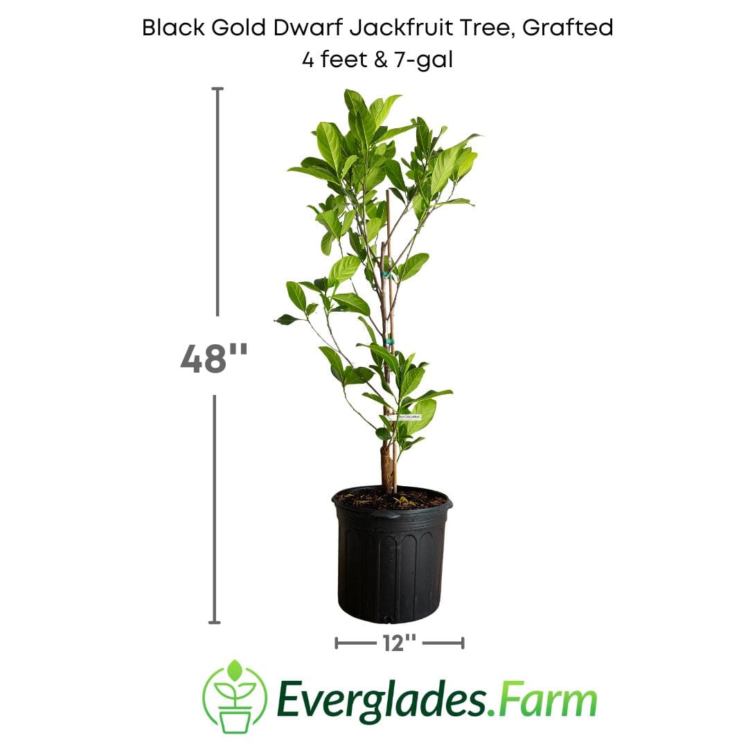 Black Gold Dwarf Jackfruit Tree, Grafted Fruit Trees 100-Carlos Tropical Fruits 4 feet & 7-gal 