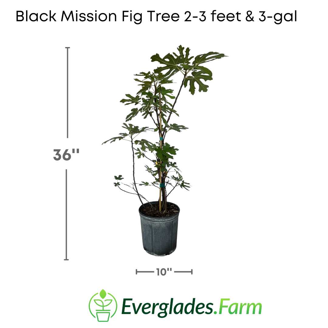 The Black Mission Fig Tree, or Black Mission variety fig tree, is a fruit tree known for its delicious dark-colored figs with a sweet flavor.