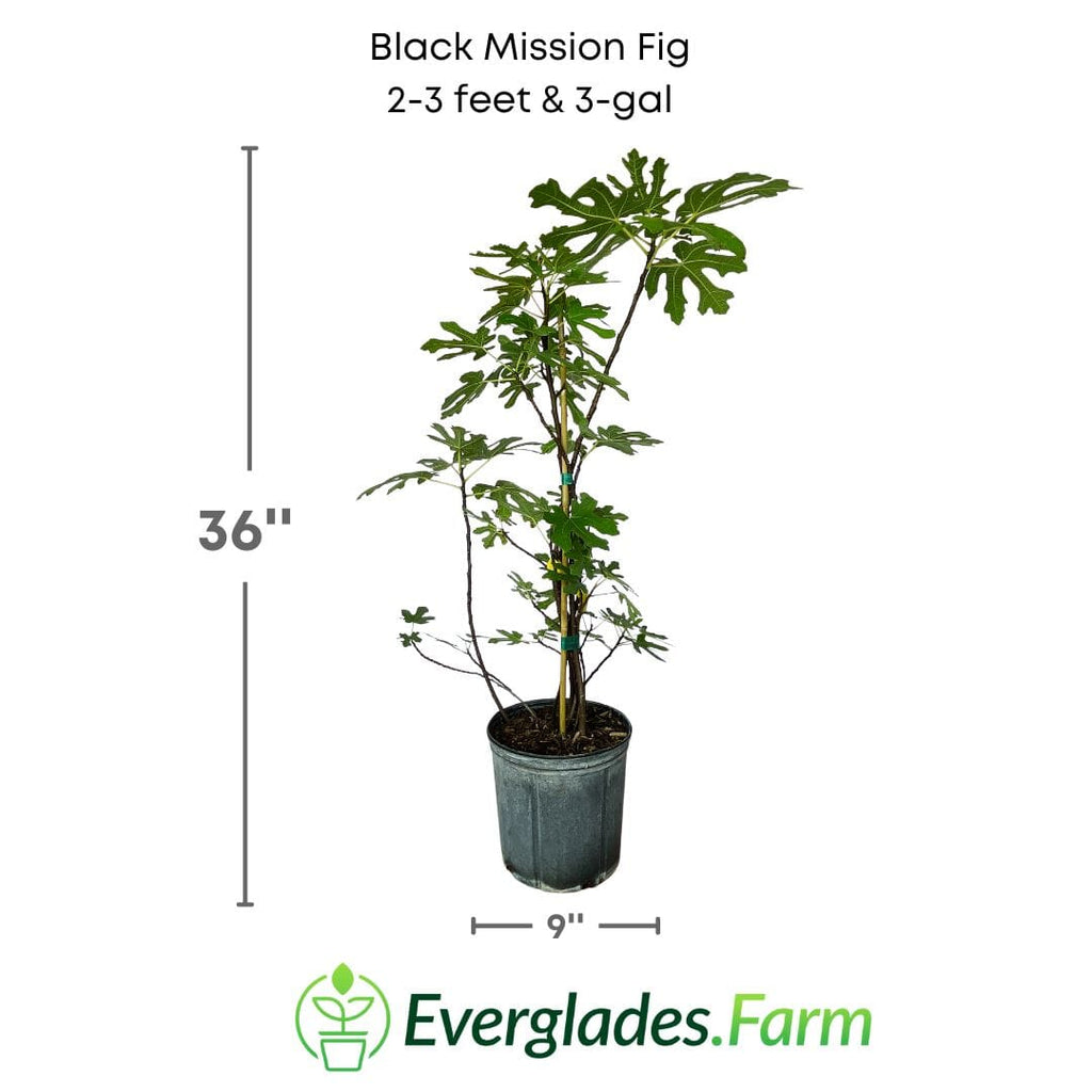 Black Mission Fig Tree 118-Agri-Starts Inc 2-3 feet & 3-gal