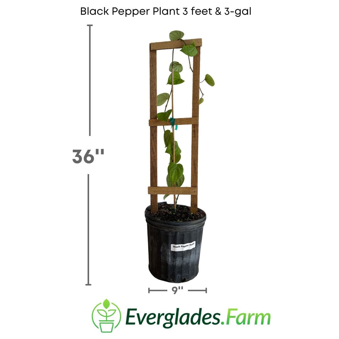 Black Pepper Plant Premium Fruit Trees 103-Pine Island Nursery 3 feet & 3-gal