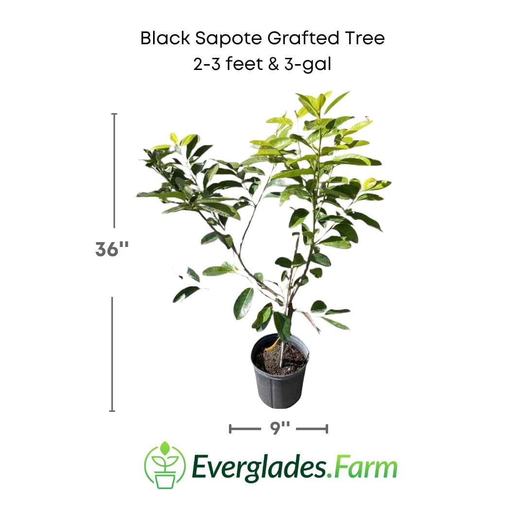 Black Sapote Bernicker Tree Grafted 100-Carlos Tropical Fruits 2-3 feet & 3-gal