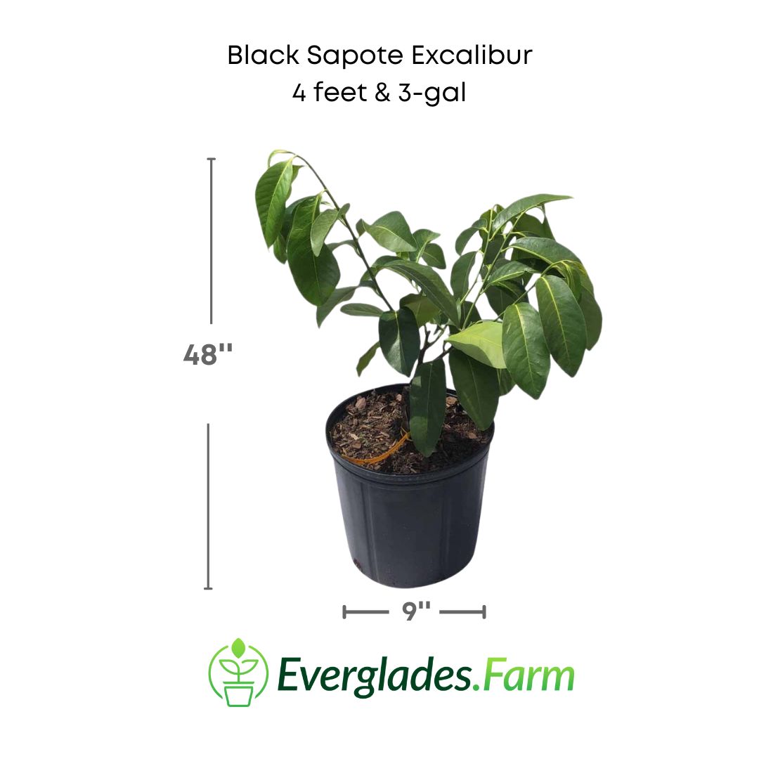 black sapote excalibur plant in 3 gallon pot