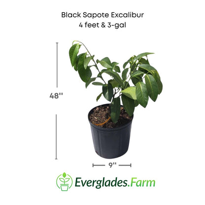 black sapote excalibur plant in 3 gallon pot