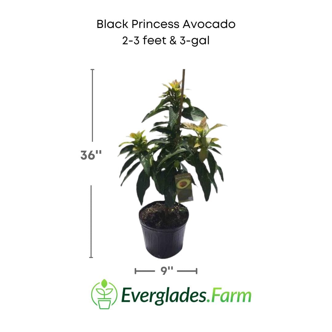 Black Princess Avocado Tree, Grafted Fruit Trees 110-Guacalina Nursery & Broker 2-3 feet & 3-gal 