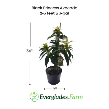 black princess avocado pant in 3 gallon pot